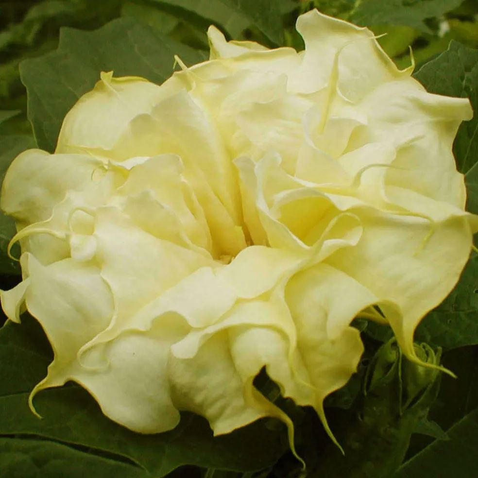 Datura metel 'Golden Queen' Seeds