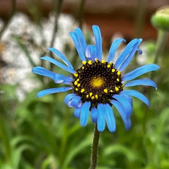 True Blue Daisy, Kingfisher Daisy seeds