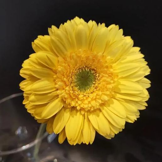 Peach pink gerbera flower seeds