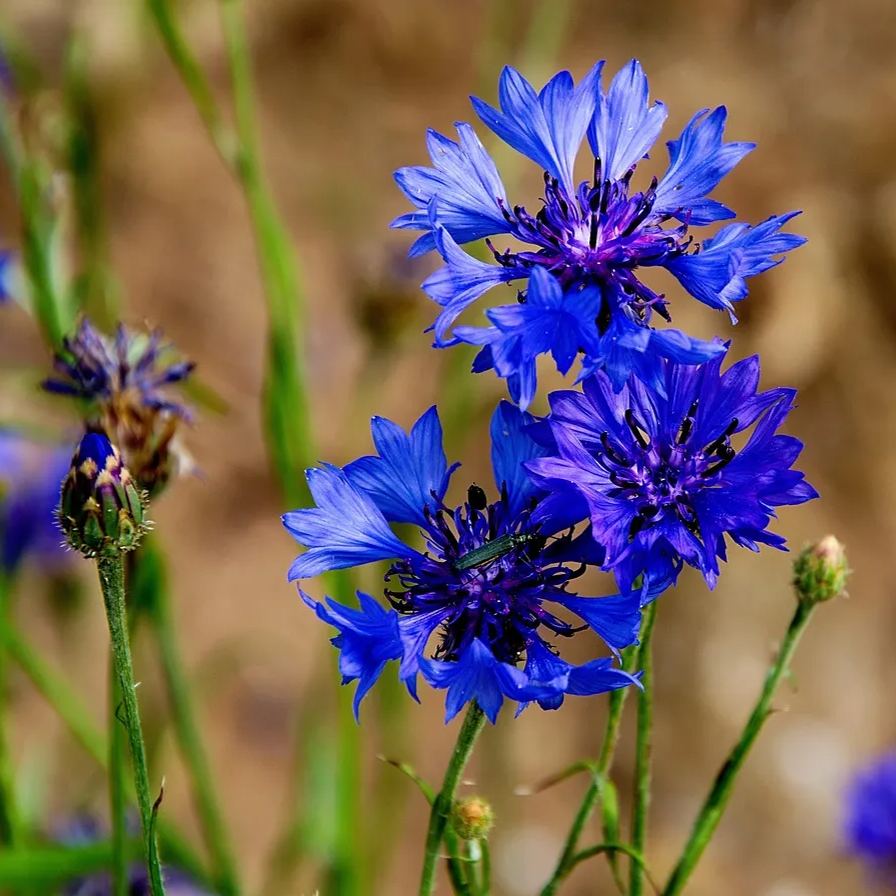 Cornflower - Blue Boy (Centaurea) seeds