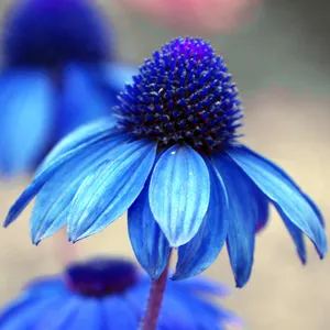 Blue Echinacea Seeds