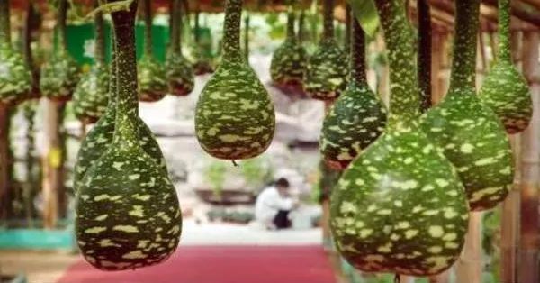 Rare Swan Speckled Swan Bottle Gourds Seeds