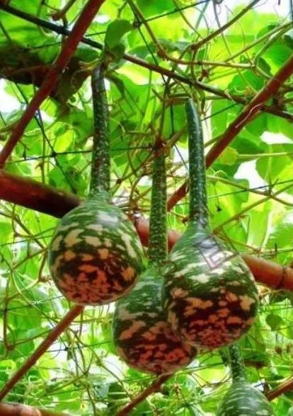 Rare Swan Speckled Swan Bottle Gourds Seeds