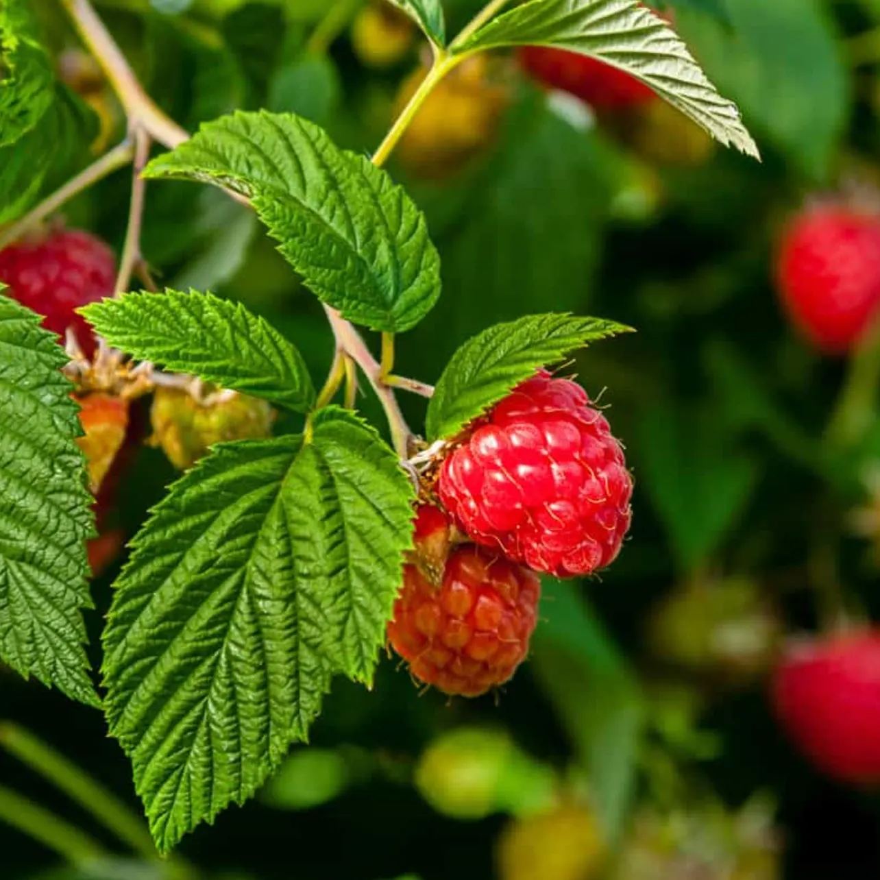 Raspberry Organic Seeds - Heirloom, Open Pollinated, Non GMO - Grow Indoors, Outdoors, In Pots, Grow Beds, Soil, Hydroponics & Aquaponic