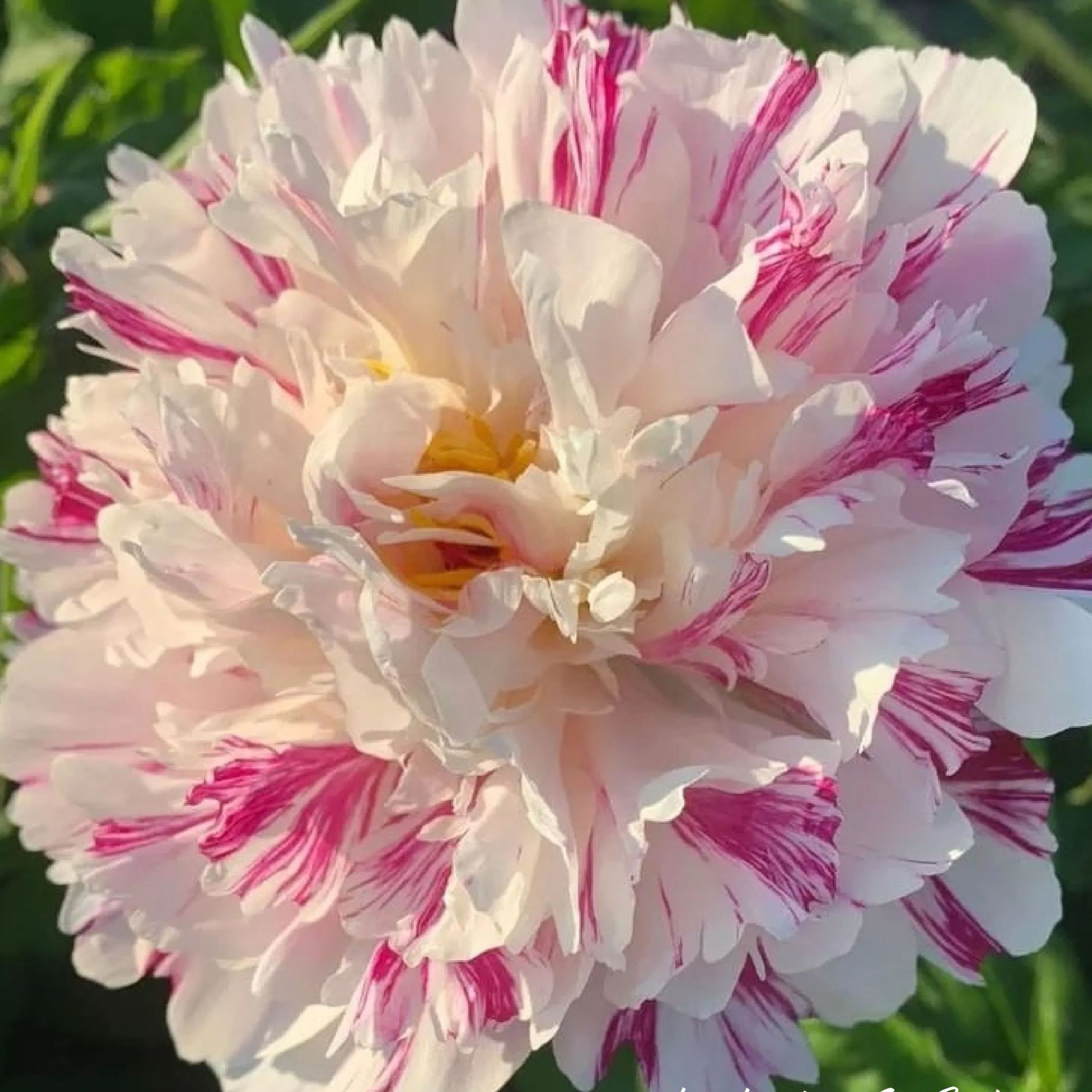 🎄Christmas promotion🎄-Mixed Color Overlord Double Peony Flower Seeds