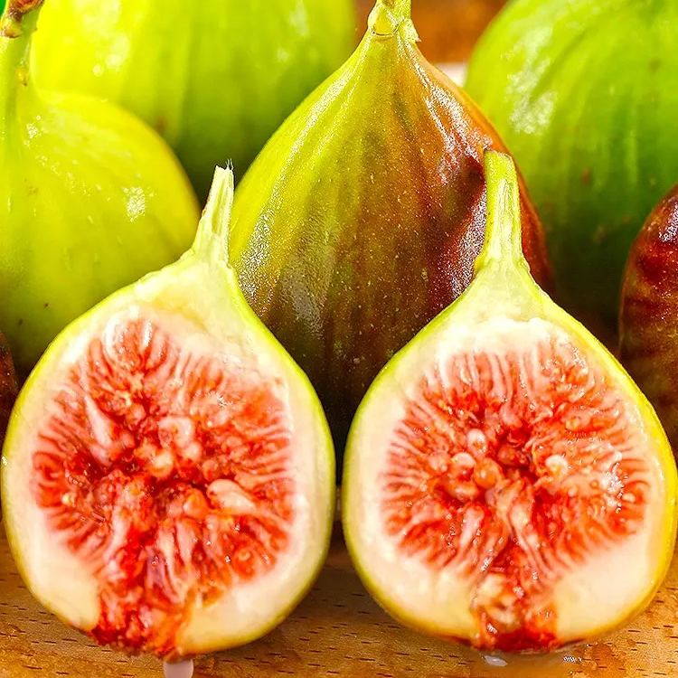 50 Pcs Rare Tropical Fig Plant Mini Tree Bonsai Outdoor Fruit Home Planting Germination