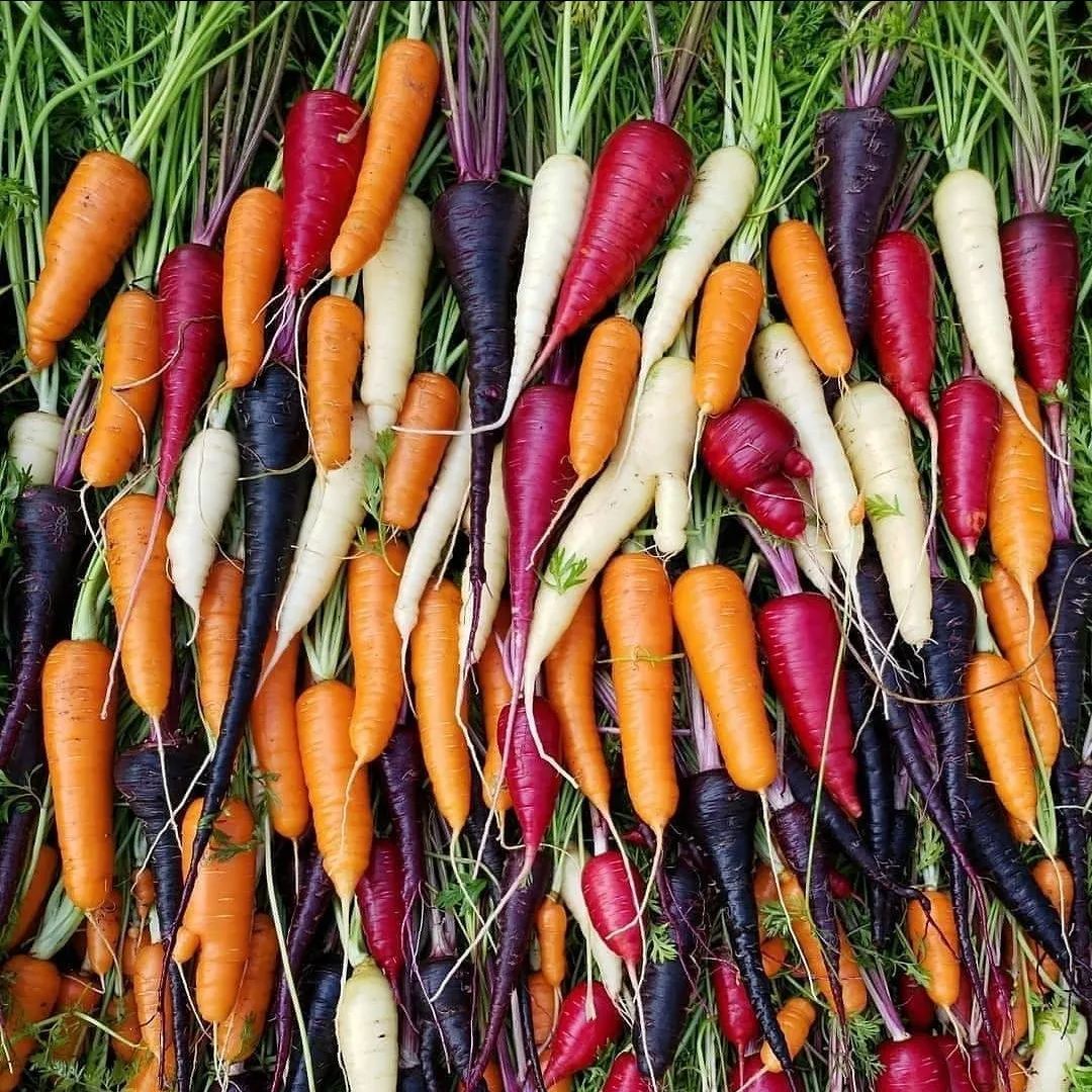 🎆Hot Sale🥂 Colorful Carrot Seeds🥕