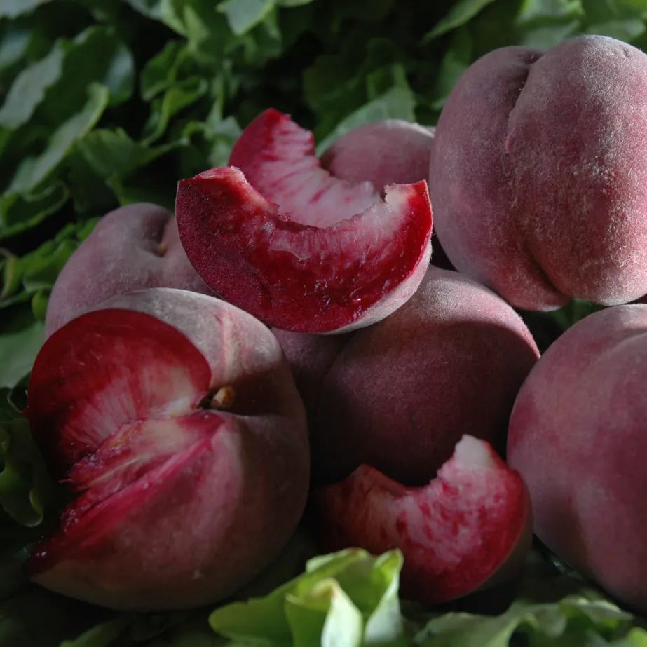 💥Winter Sale☃️Blood Peach - Rare Heirloom Fruit🍑