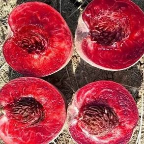 💥Winter Sale☃️Blood Peach - Rare Heirloom Fruit🍑