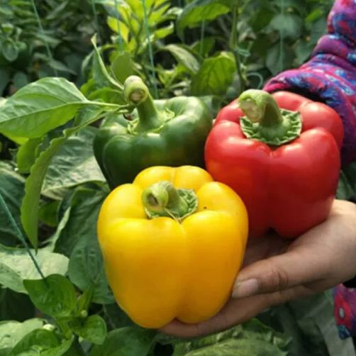Park Seed Sweet Rainbow Mix Pepper Seeds