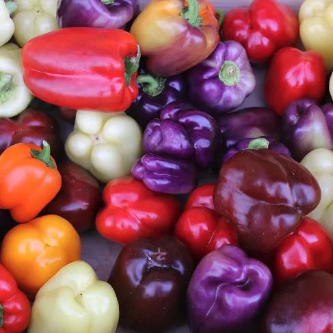 Park Seed Sweet Rainbow Mix Pepper Seeds