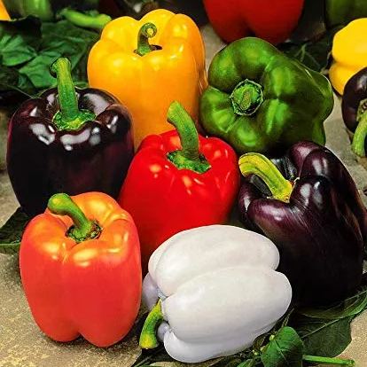 Park Seed Sweet Rainbow Mix Pepper Seeds