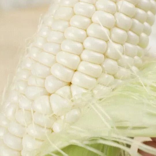 🎆41% off 🥂  milk corn Seeds