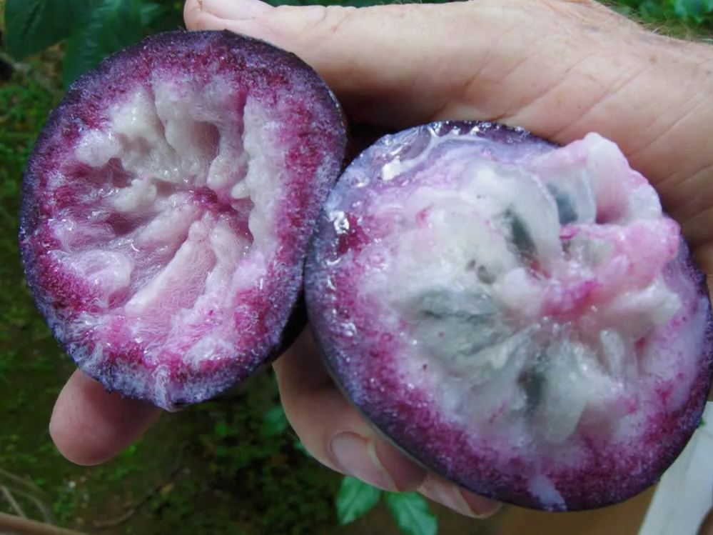 Star Apple - Chrysophyllum cainito - Rare Fruit Species