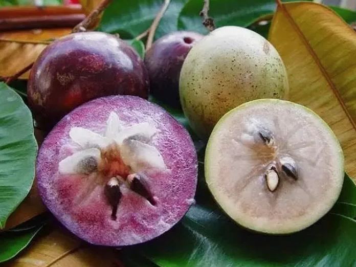 Star Apple - Chrysophyllum cainito - Rare Fruit Species