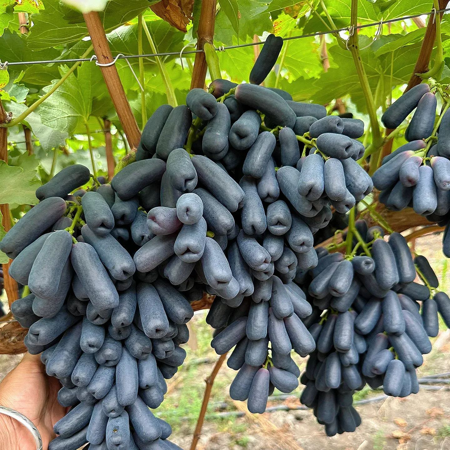 🍇Black Sapphire Grape Seeds