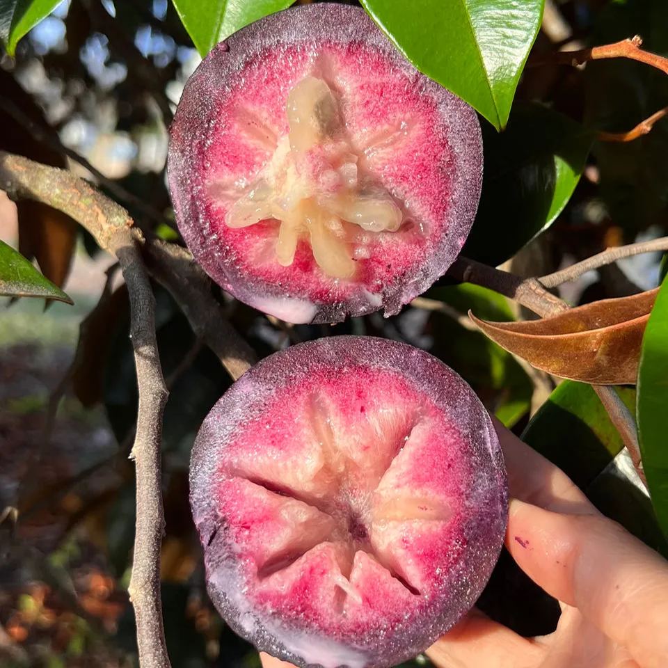 Milk Fruit (Star Apple)