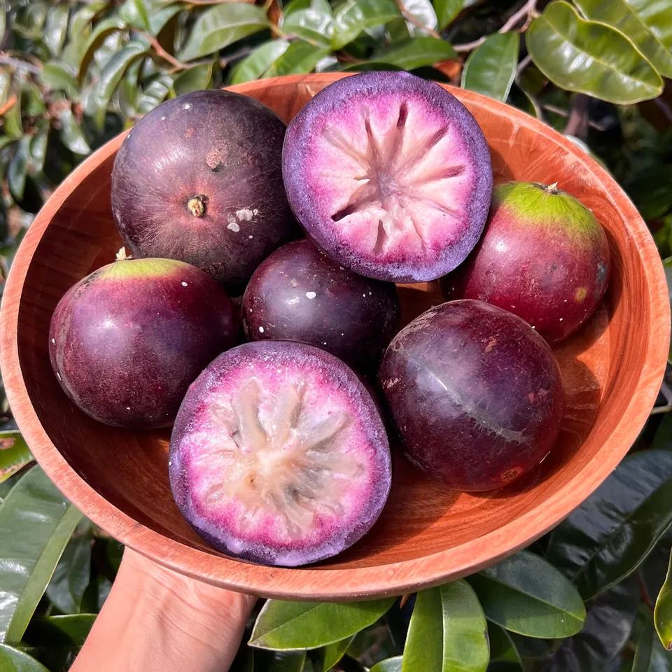 Milk Fruit (Star Apple)