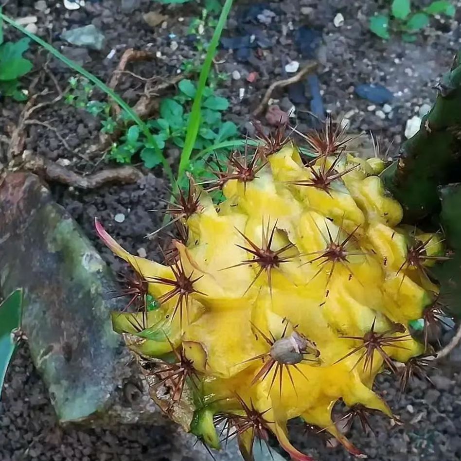 🎁59% OFF🥳Ecuador Rare Yellow Bird's Nest Fruit Seeds🦜