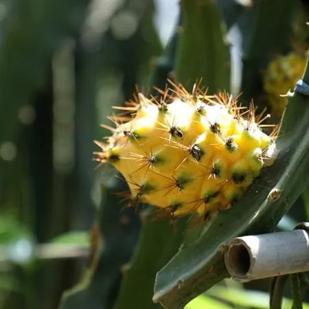 🎁59% OFF🥳Ecuador Rare Yellow Bird's Nest Fruit Seeds🦜