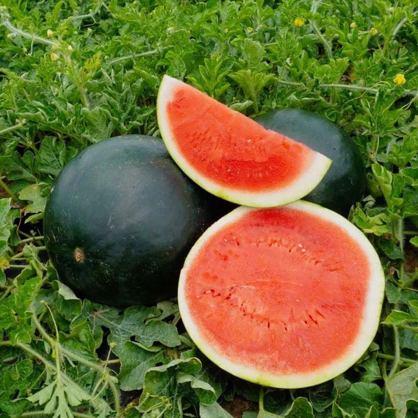 Black Diamond Watermelon Seeds