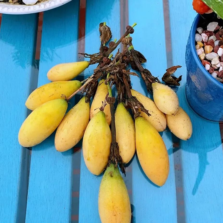 🎆Hot Sale🥂  Banana Passion fruit Seeds🍋 🍌