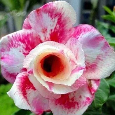 2Pcs Rainbow Desert Rose Seeds