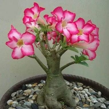 2Pcs Rainbow Desert Rose Seeds