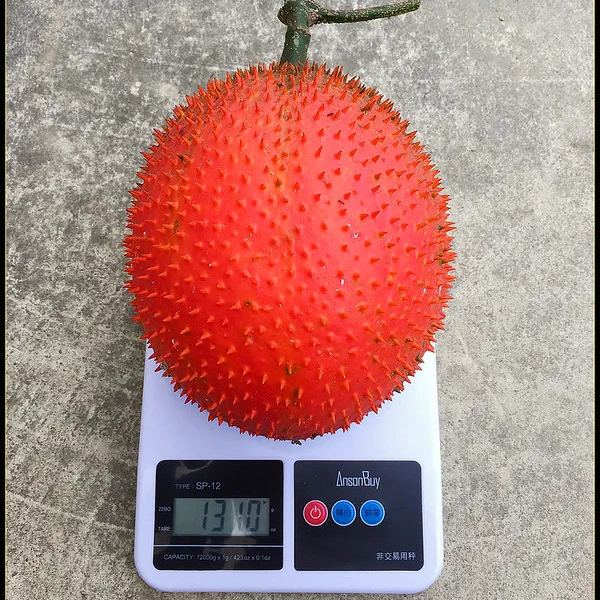 🎆Hot Sale🥂Source Of Superfruit -Gac Seeds🥥