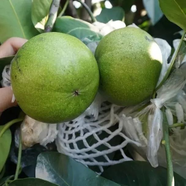 🎆Hot Sale🥂 Exotic Rare Fruit Tree  -Chocolate Pudding Fruit  Seeds🍫