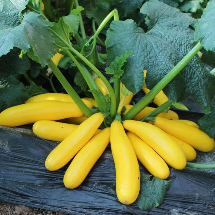 🎉50% OFF💥Banana Zucchini Seeds