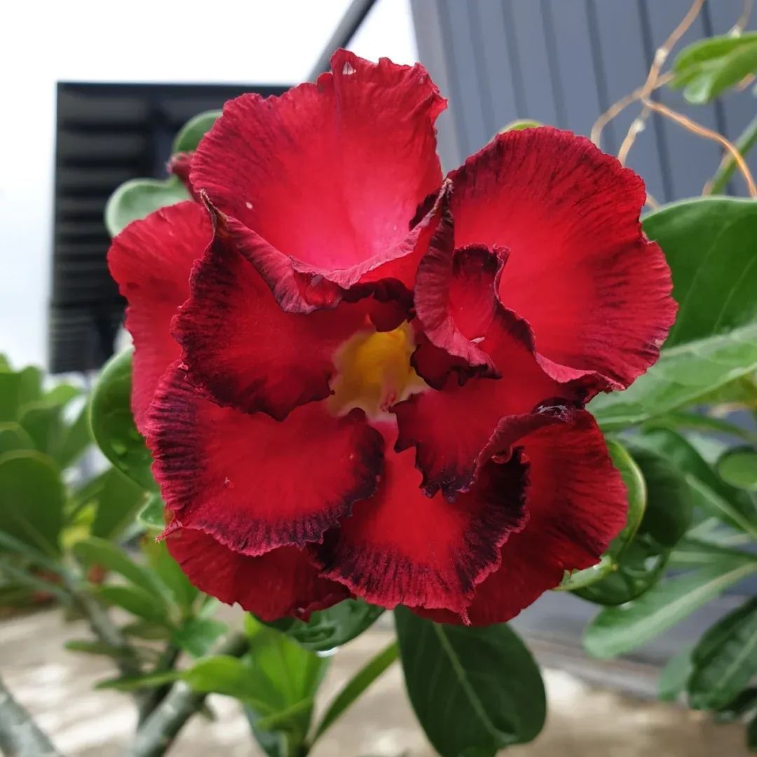 Red heart with black border desert Rose Seeds 