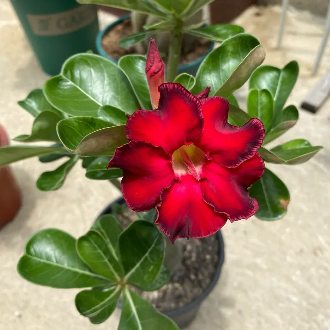 Red heart with black border desert Rose Seeds 