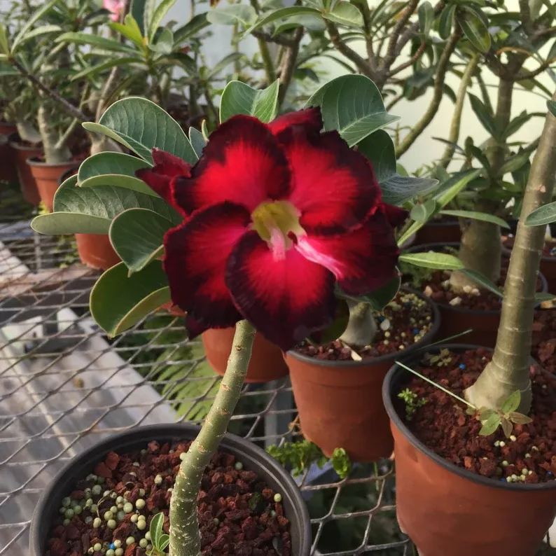 Red heart with black border desert Rose Seeds 