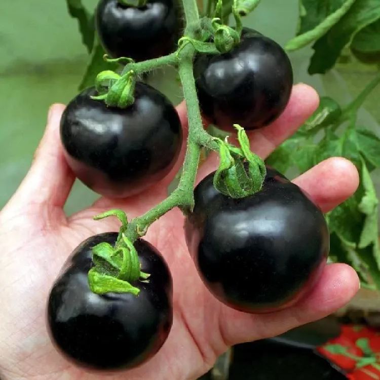 Black Cherry Tomato Seeds