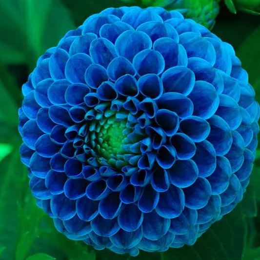 100Pcs Dahlia Bulb Flower Seeds Bonsai Flower Bulbs