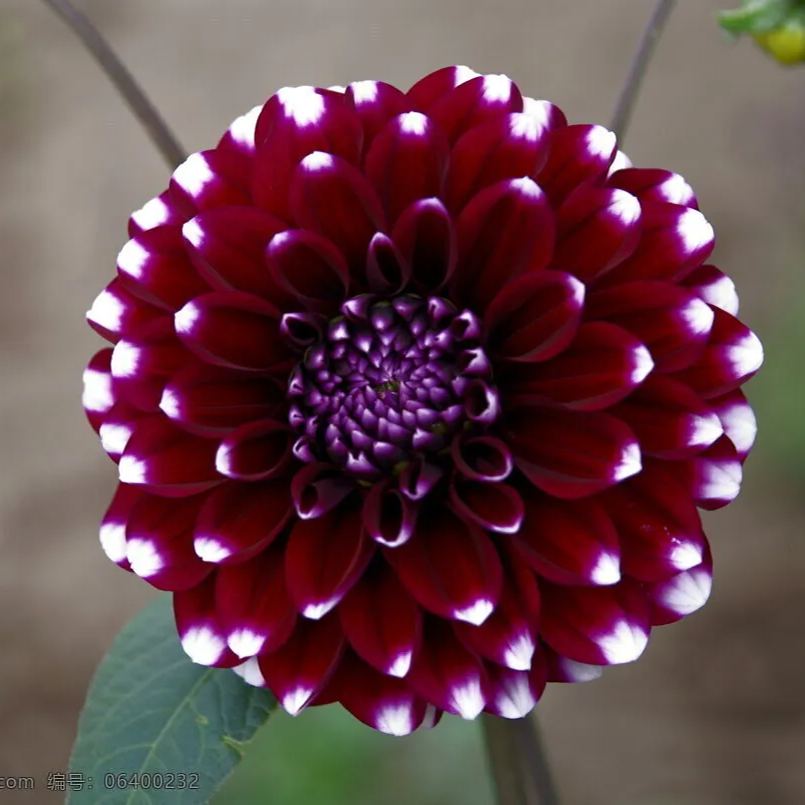 100Pcs Dahlia Bulb Flower Seeds Bonsai Flower Bulbs
