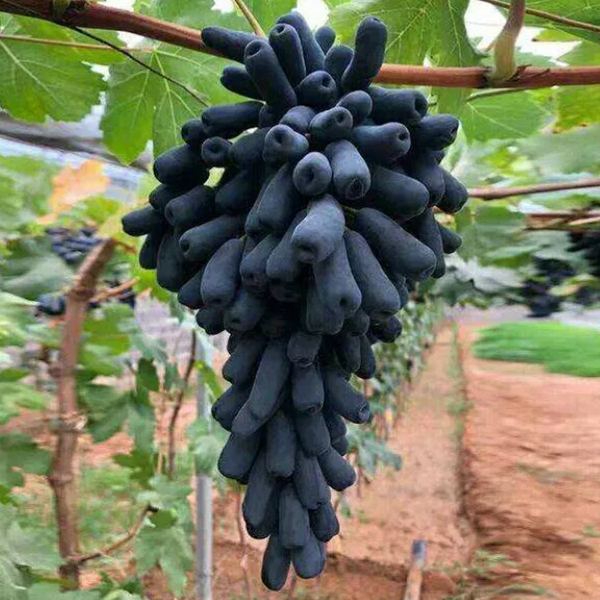 🍇Black Sapphire Grape Seeds
