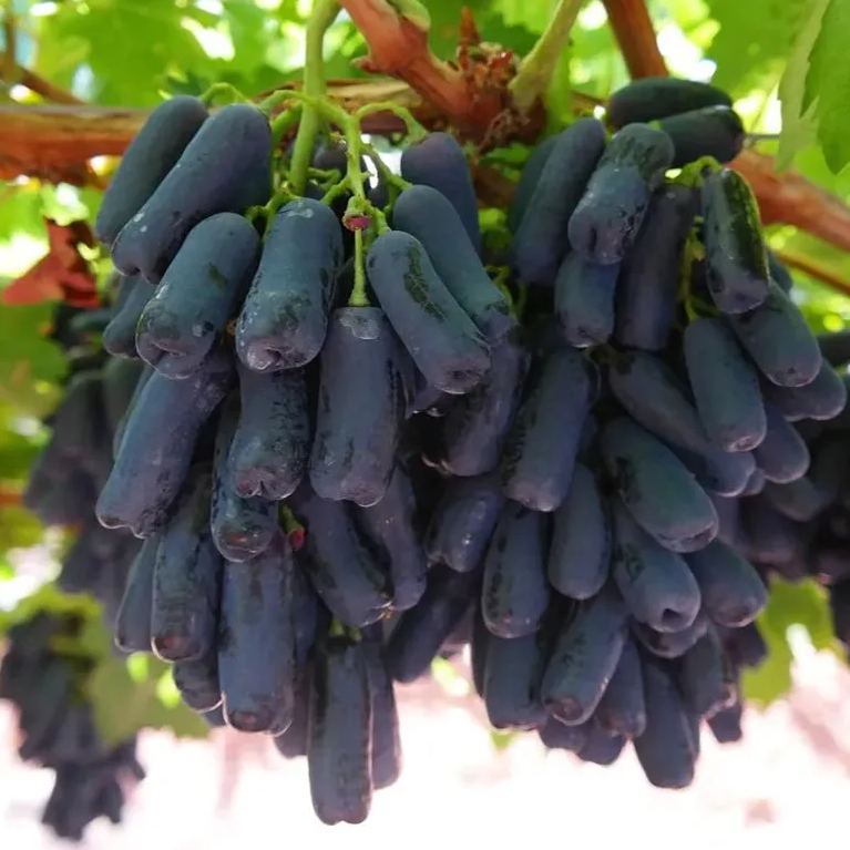 🍇Black Sapphire Grape Seeds