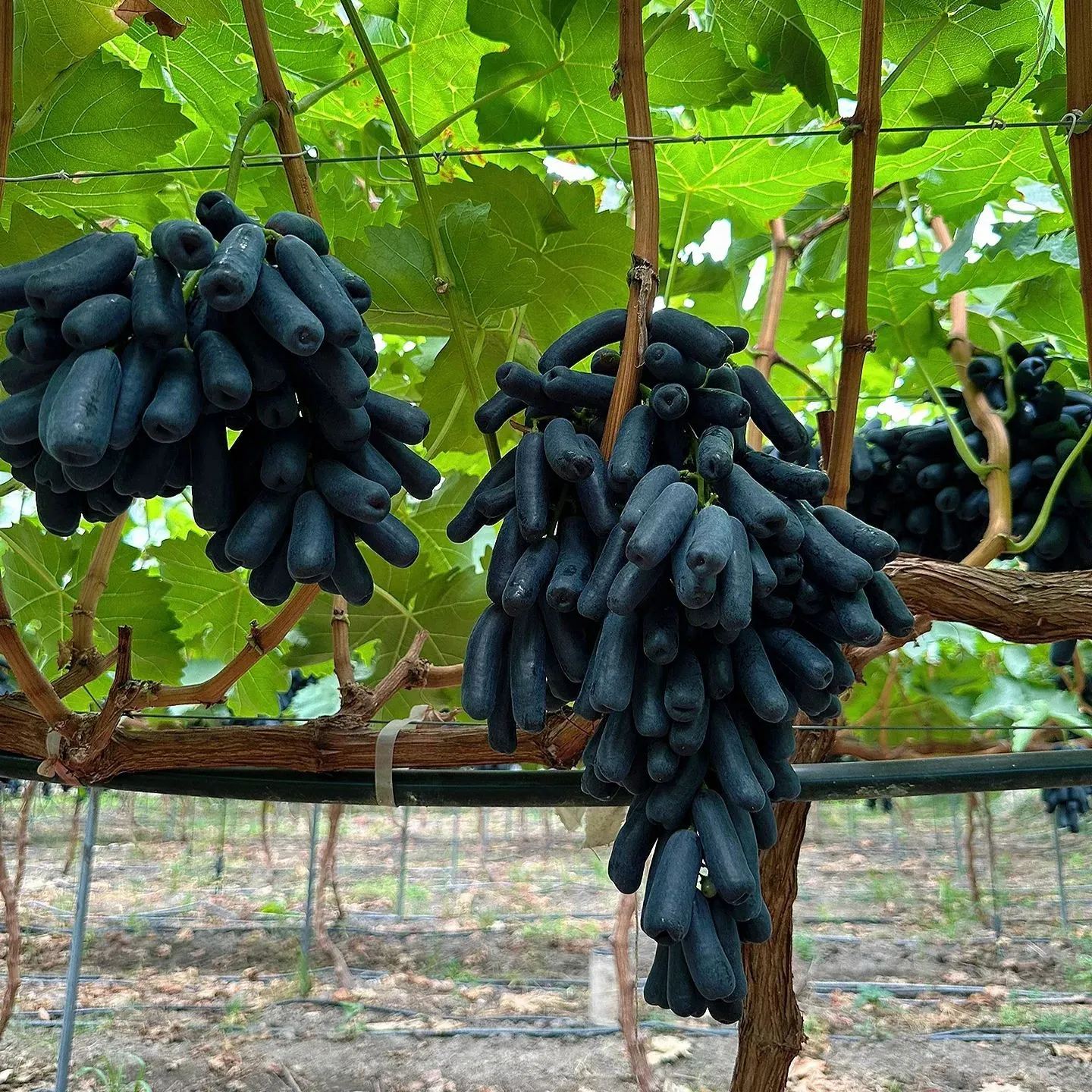 🍇Black Sapphire Grape Seeds