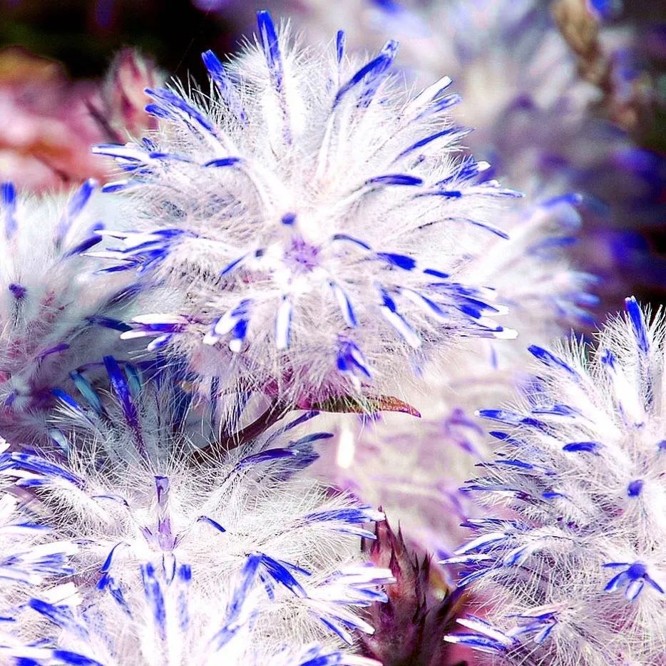 🦊Fox Pink Tail-Ptilotusexaltatus Seeds🌷