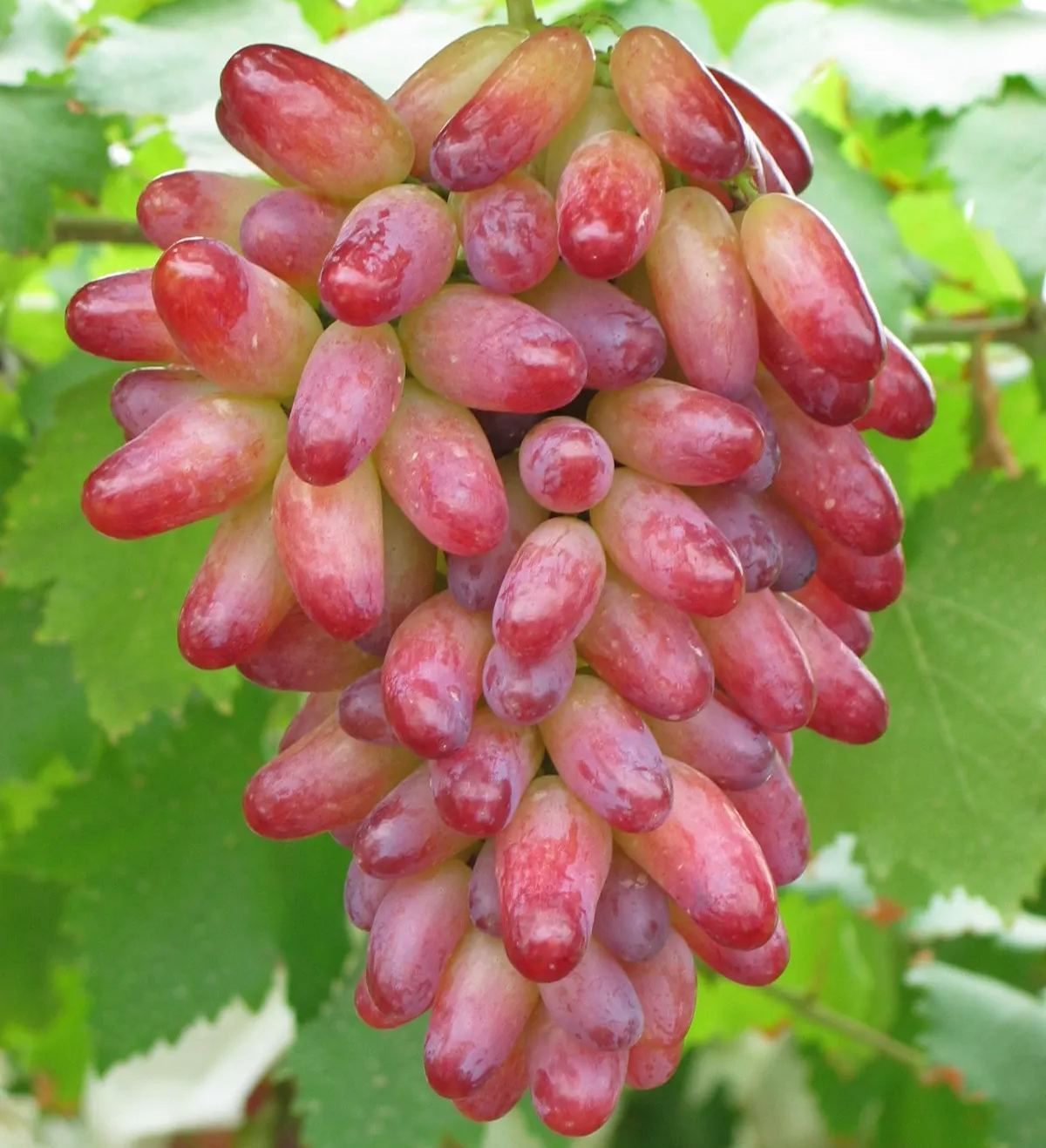 🍇🥰Manicure Finger Grape Seeds