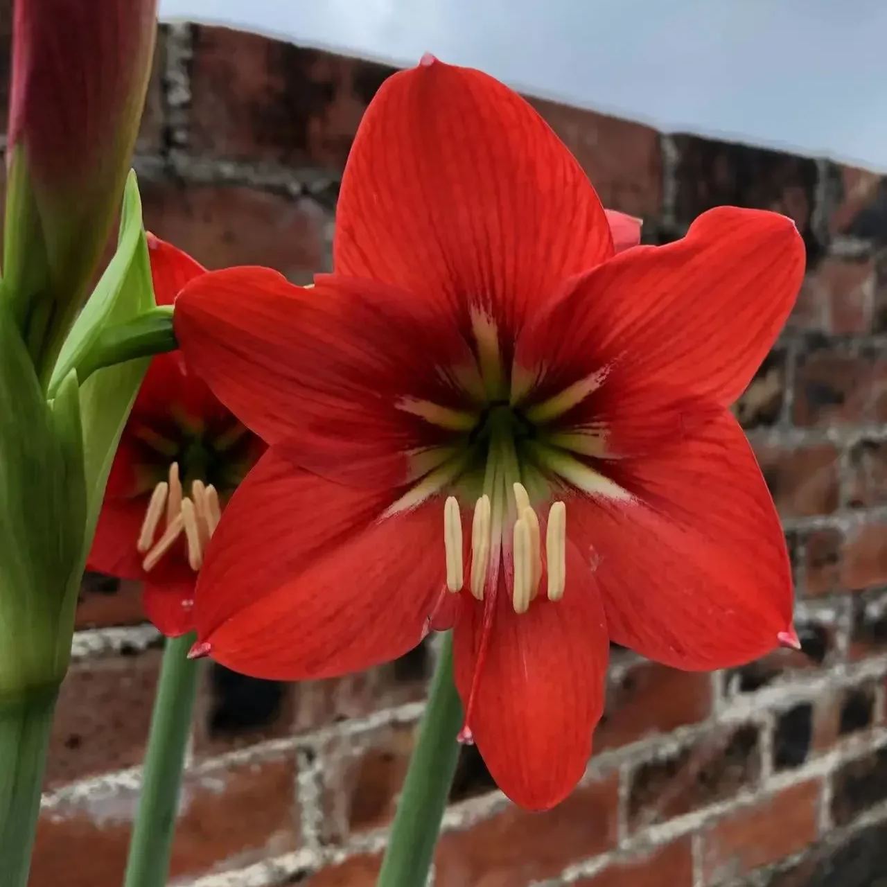 Flame Red Narcissus Bulbs