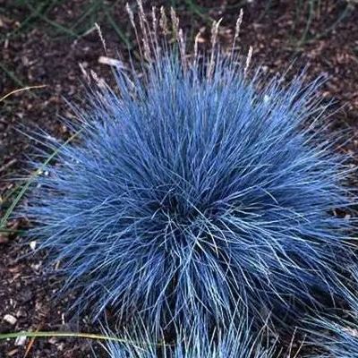 Blue fescue, Ornamental Grass Seeds