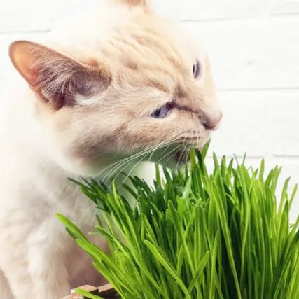 Catnip Grass Seeds Cat Healthy Treat Plant (Digestive Aid for Cats) 