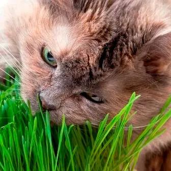 Catnip Grass Seeds Cat Healthy Treat Plant (Digestive Aid for Cats) 