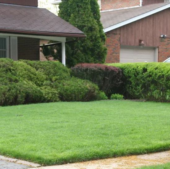  Golf Lawn Evergreen Grass Seeds Home Garden Courtyard Ground Cover Plant DIY, 300pcs Seeds