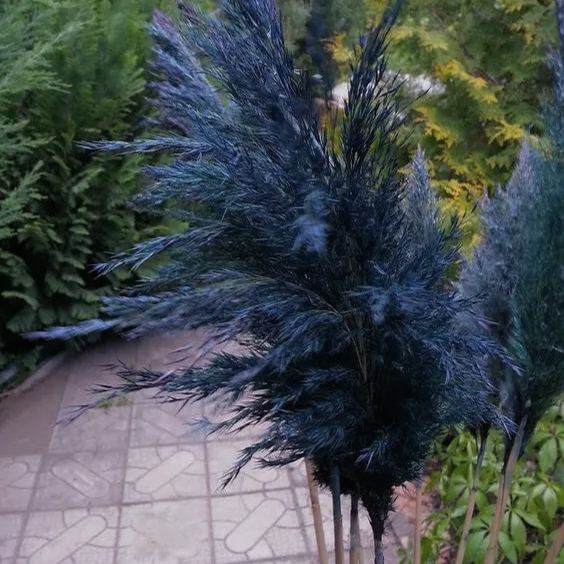 Pampas Grass Magic Garden Seeds
