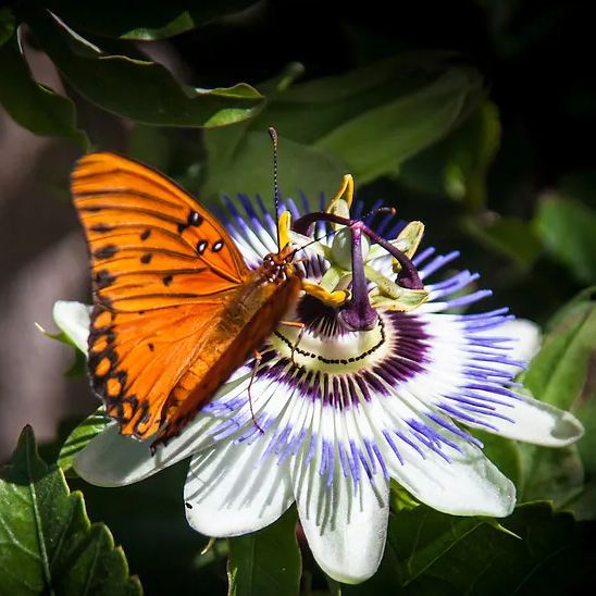 Bluecrown Passionflower Seeds