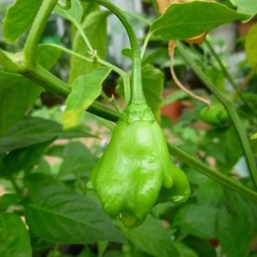🥳Cute Hat👒-🎐Chili Pepper Seeds🌶️